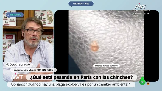 Experto chinches Experto chinches