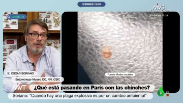 Experto chinches