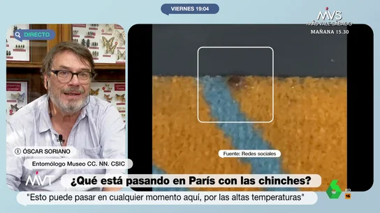 MVT Qué hacer en caso de una plaga de chinches MVT Qué hacer en caso de una plaga de chinches