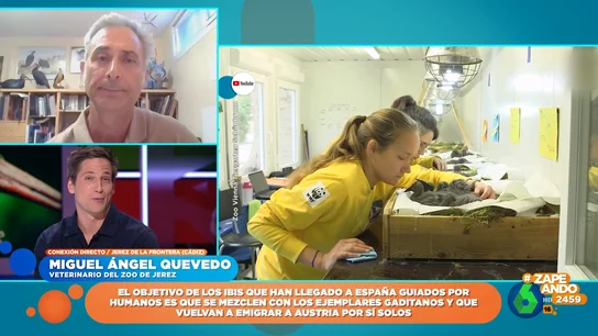 La llamativa historia de Ingrid, una ibis eremita que dio lugar a un proyecto entre Austria y Cádiz La llamativa historia de Ingrid, una ibis eremita que dio lugar a un proyecto entre Austria y Cádiz