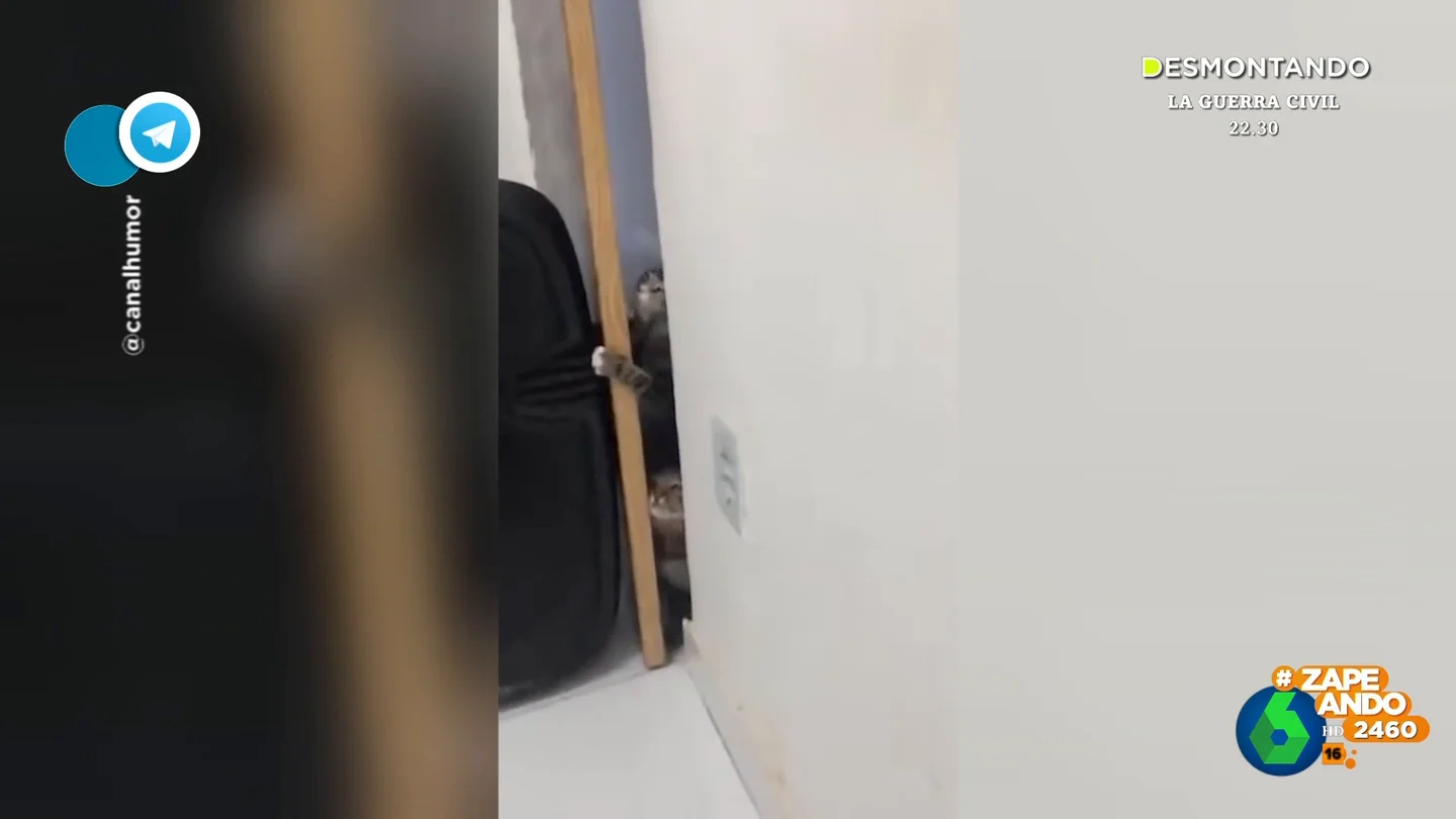 El desesperado intento de unos gatos hacerse con una porción de pizza El desesperado intento de unos gatos hacerse con una porción de pizza