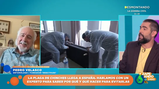 ¿Cómo saber si en nuestra casa hay chinches? El entomólogo Pedro Velasco da las claves ¿Cómo saber si en nuestra casa hay chinches? El entomólogo Pedro Velasco da las claves
