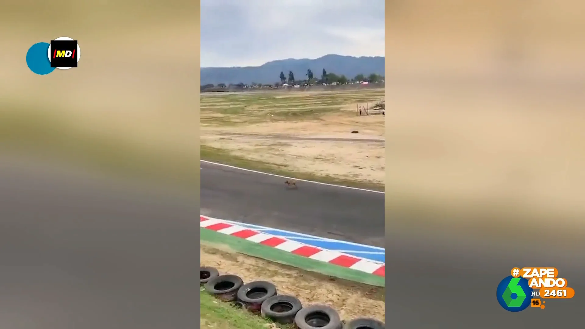 La angustiosa escena protagonizada por un perrito: cruza un circuito en plena carrera de coches