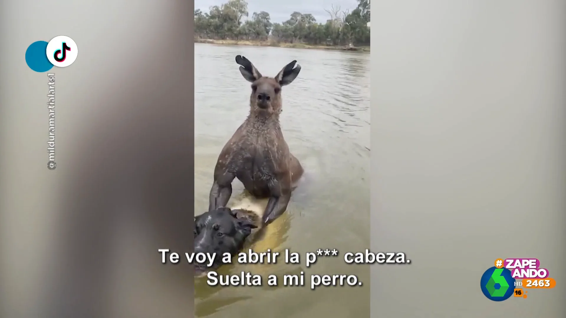 La violenta reacción de un canguro cuando un hombre intenta ayudar a su perro