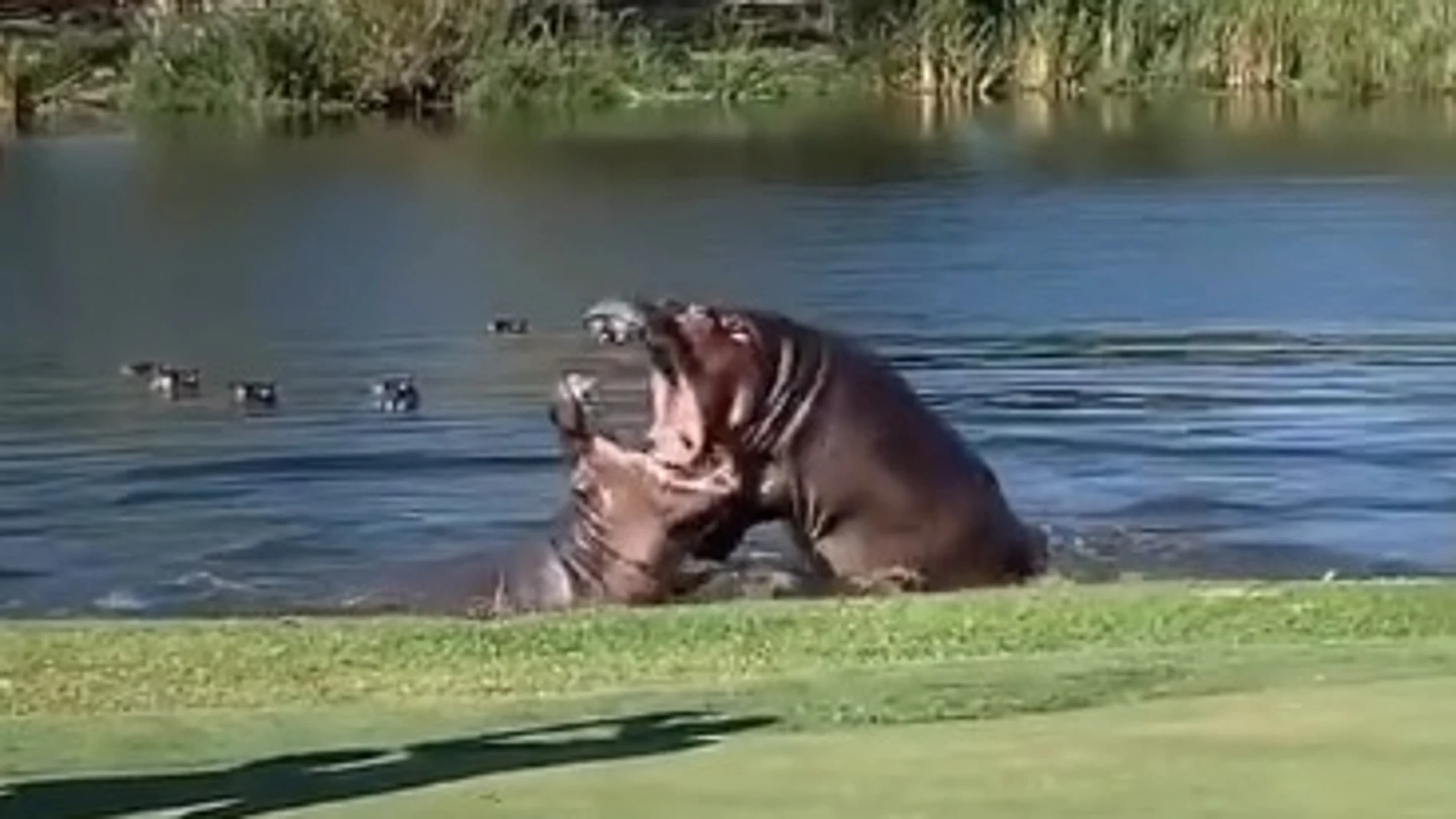Hipopótamos enfrentándose