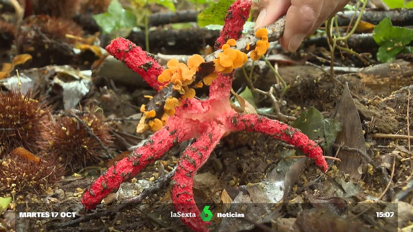 El calamar rojo invade los bosques gallegos: "Hay la sospecha de que puede estar desplazando a otras" El calamar rojo invade los bosques gallegos: "Hay la sospecha de que puede estar desplazando a otras"