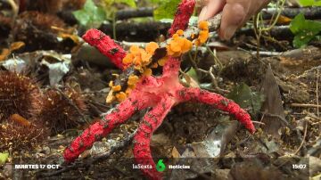 El calamar rojo invade los bosques gallegos: "Hay la sospecha de que puede estar desplazando a otras"