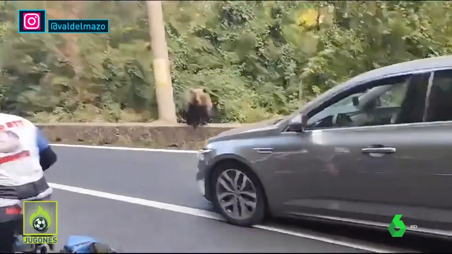 oso oso