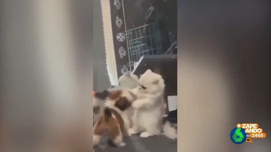 Gatitos contra perritos, el duelo definitivo: ¿Quién será el más adorable? Gatitos contra perritos, el duelo definitivo: ¿Quién será el más adorable?