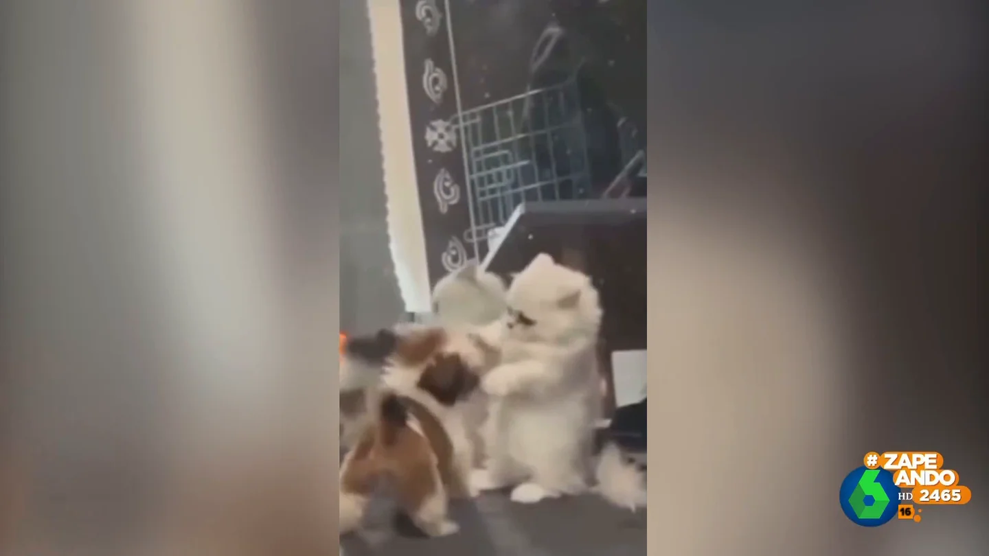 Gatitos contra perritos, el duelo definitivo: ¿Quién será el más adorable? Gatitos contra perritos, el duelo definitivo: ¿Quién será el más adorable?