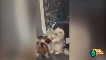 Gatitos contra perritos, el duelo definitivo: ¿Quién será el más adorable?