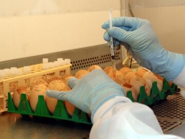 inoculación de una muestra biológica de posible gripe aviar
