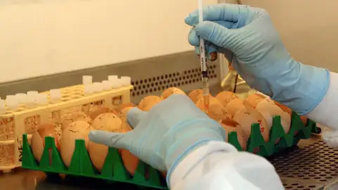 inoculación de una muestra biológica de posible gripe aviar inoculación de una muestra biológica de posible gripe aviar
