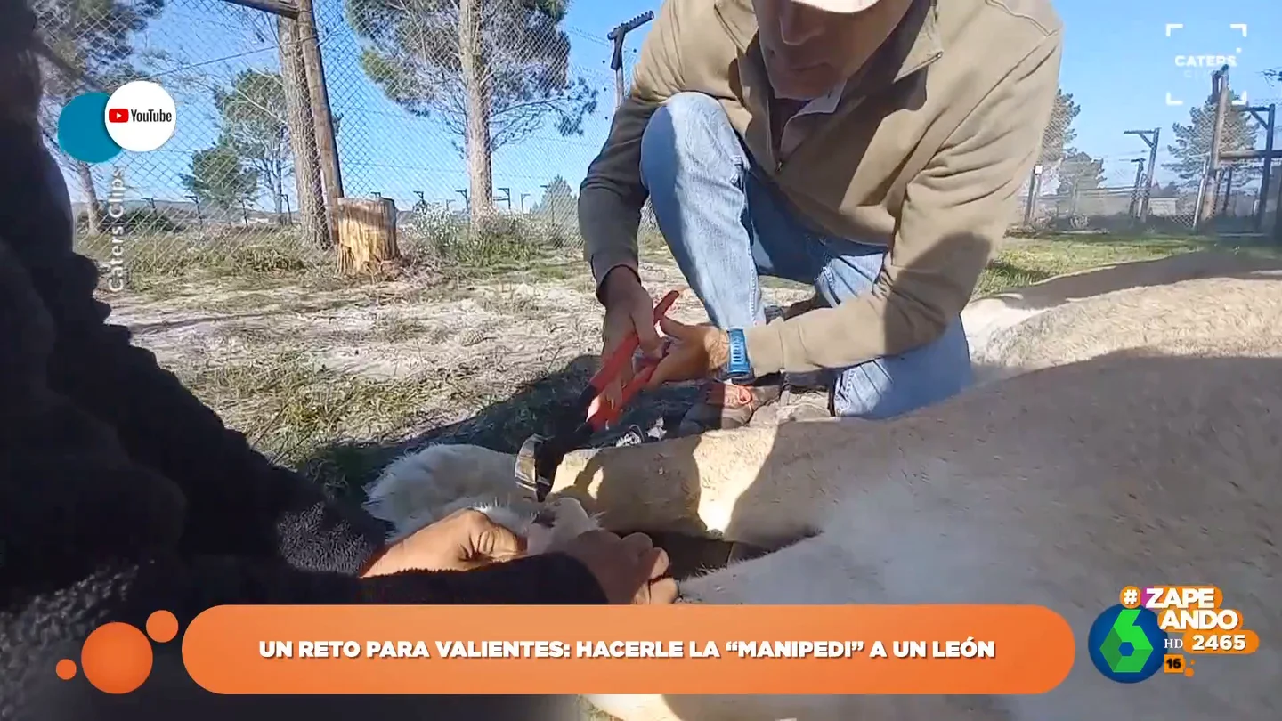 Una profesión de alto riesgo: "Esteticista para leones" Una profesión de alto riesgo: "Esteticista para leones"