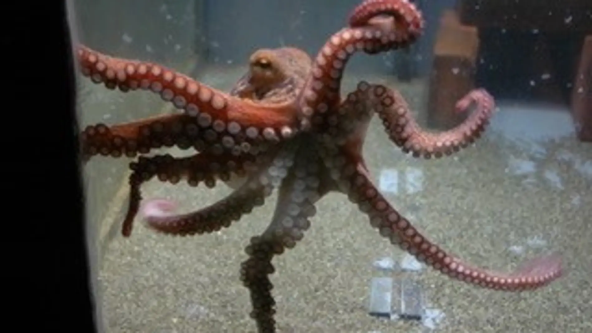 pulpo pulpo