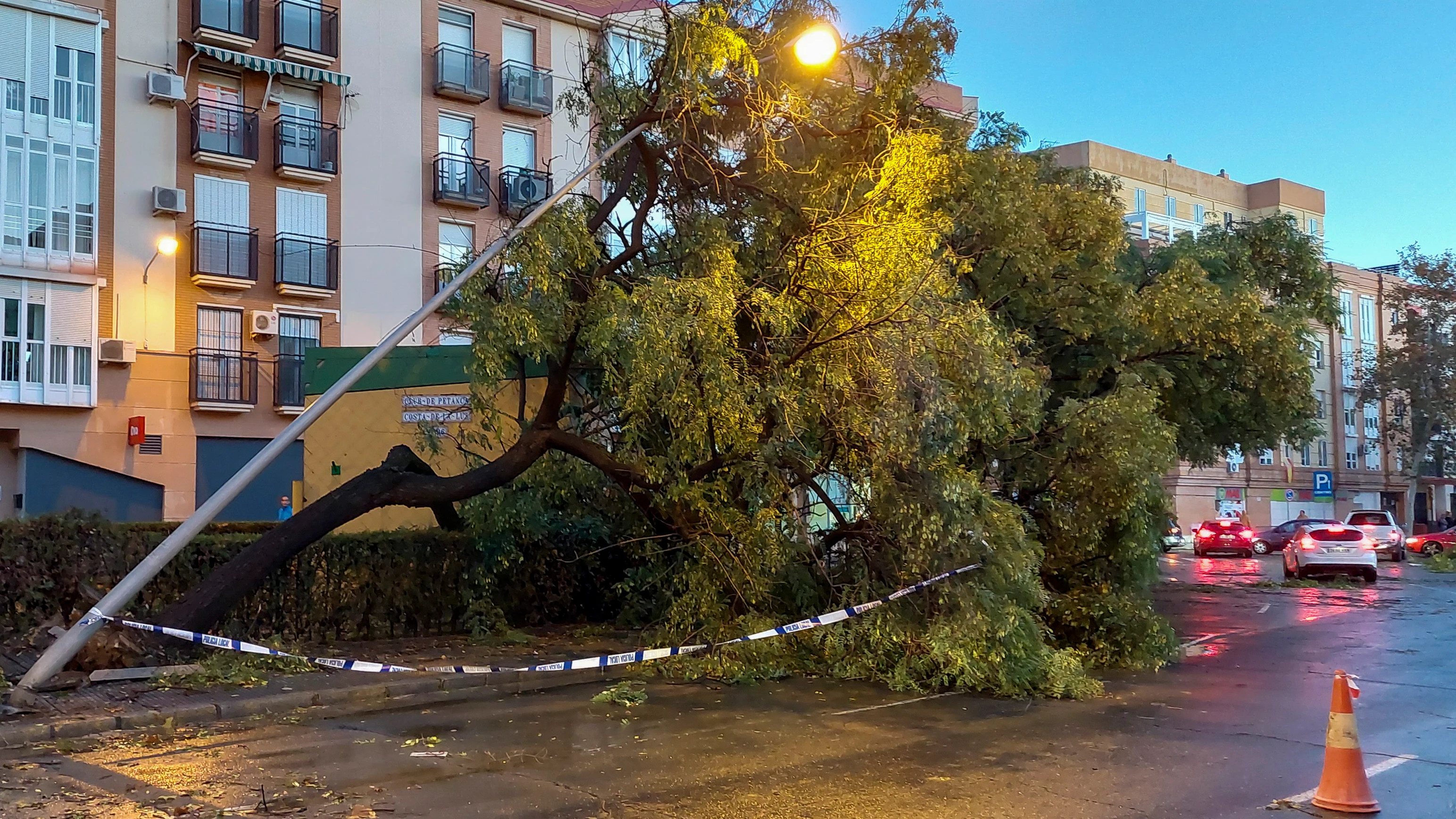 Árbol caído en Lepe