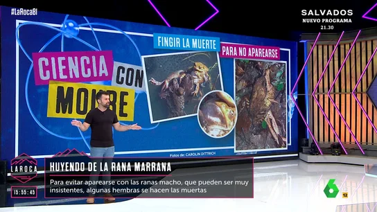 Las curiosas técnicas que utilizan las hembras de algunas especies para evitar a machos indeseados Las curiosas técnicas que utilizan las hembras de algunas especies para evitar a machos indeseados