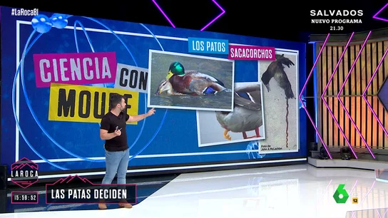 Penes en forma de sacacorchos o bífidos: los genitales más raros que existen en el reino animal Penes en forma de sacacorchos o bífidos: los genitales más raros que existen en el reino animal