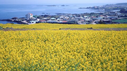 Isla de Jeju
