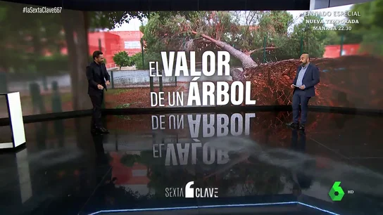 ¿Qué valor real tiene un árbol? Así funciona el escudo fundamental contra la contaminación y el cambio climático ¿Qué valor real tiene un árbol? Así funciona el escudo fundamental contra la contaminación y el cambio climático