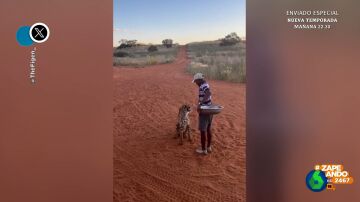 El inesperado comportamiento de un guepardo que obedece las órdenes de un hombre antes de ser alimentado