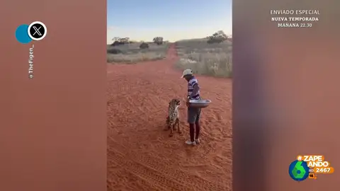 El inesperado comportamiento de un guepardo que obedece las órdenes de un hombre antes de ser alimentado