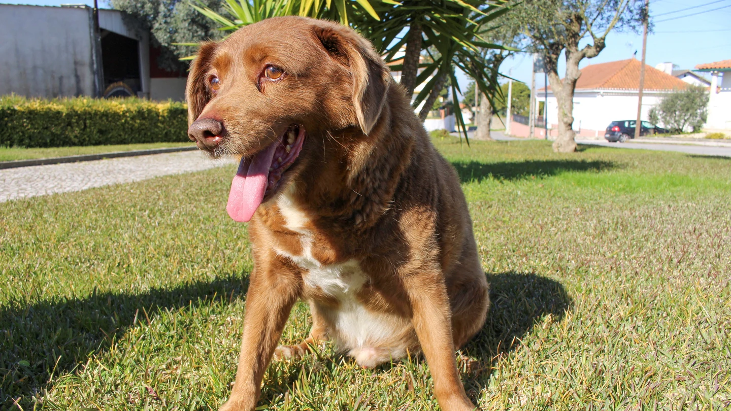 Bobi, en una imagen de archivo Bobi, en una imagen de archivo