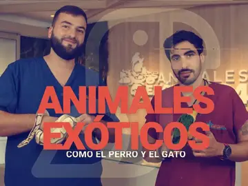 ¿Por qué son Javi Fernández y Pablo Casar los veterinarios “más exóticos” de Como el Perro y el Gato?