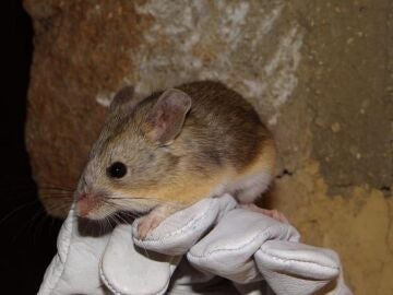 Descubren ratones momificados en la cima de volcanes andinos