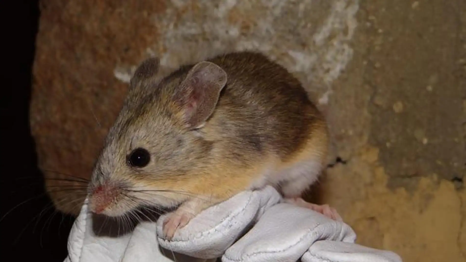 Descubren ratones momificados en la cima de volcanes andinos