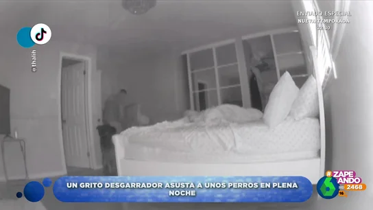 ZAPEANDO_Grito perros se asustan ZAPEANDO_Grito perros se asustan
