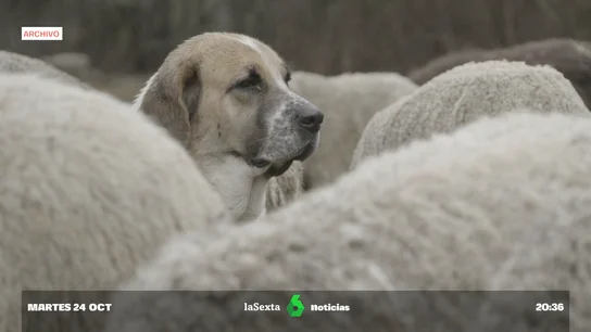 ¿Qué falló para que varios perros pastores atacaran mortalmente a una joven? Esto dice la ley sobre su vigilancia Ley de Bienestar Animal