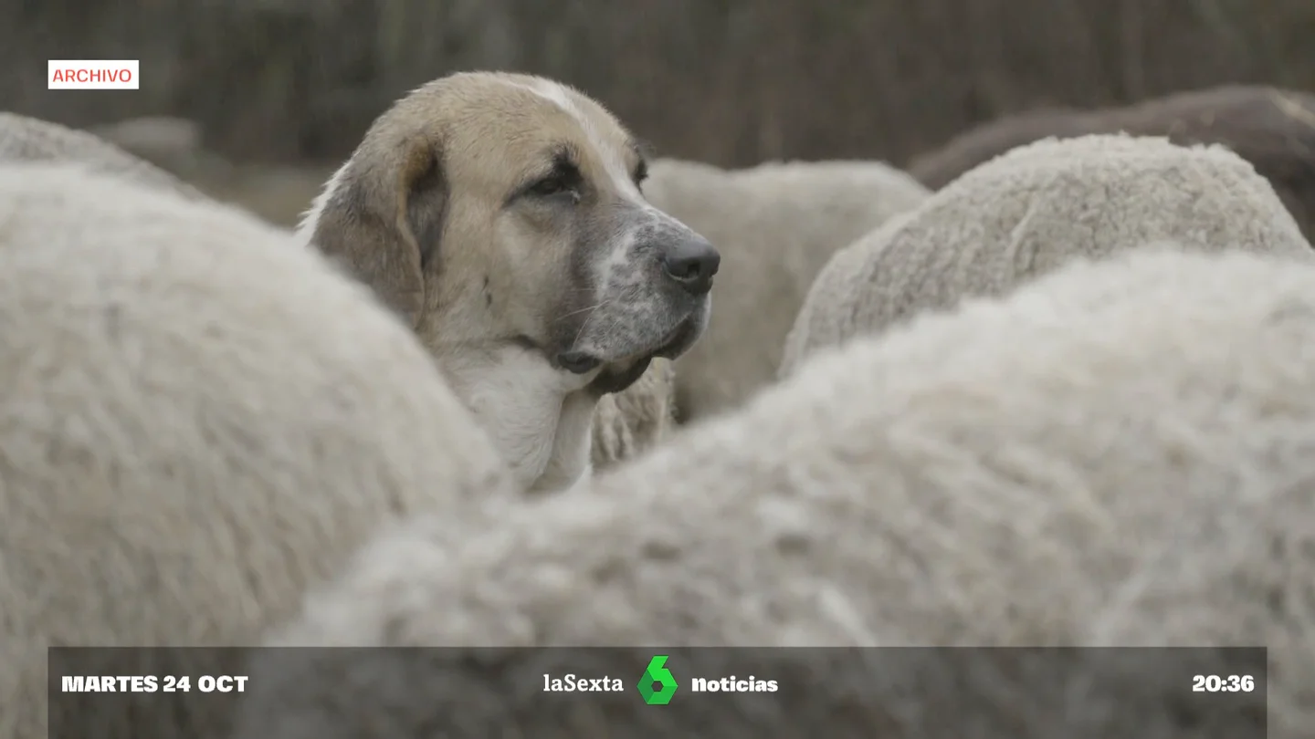 ¿Qué falló para que varios perros pastores atacaran mortalmente a una joven? Esto dice la ley sobre su vigilancia Ley de Bienestar Animal