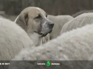 ¿Qué falló para que varios perros pastores atacaran mortalmente a una joven? Esto dice la ley sobre su vigilancia