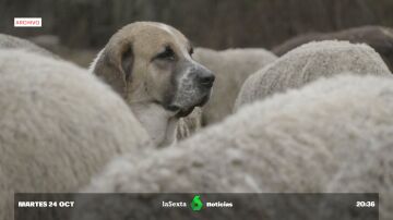 ¿Qué falló para que varios perros pastores atacaran mortalmente a una joven? Esto dice la ley sobre su vigilancia