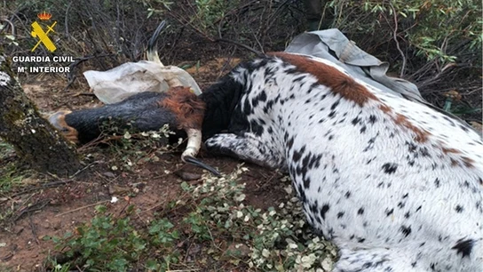 Detenidos por matar desde un coche a dos vacas y dos terneros en San Lorenzo (Ciudad Real) Detenidos por matar desde un coche a dos vacas y dos terneros en San Lorenzo (Ciudad Real)