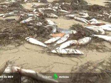 Investigan la procedencia de centenares de sardinas muertas en la playa de Ares (A Coruña)