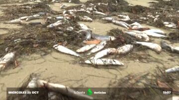 Investigan la procedencia de centenares de sardinas muertas en la playa de Ares (A Coruña)