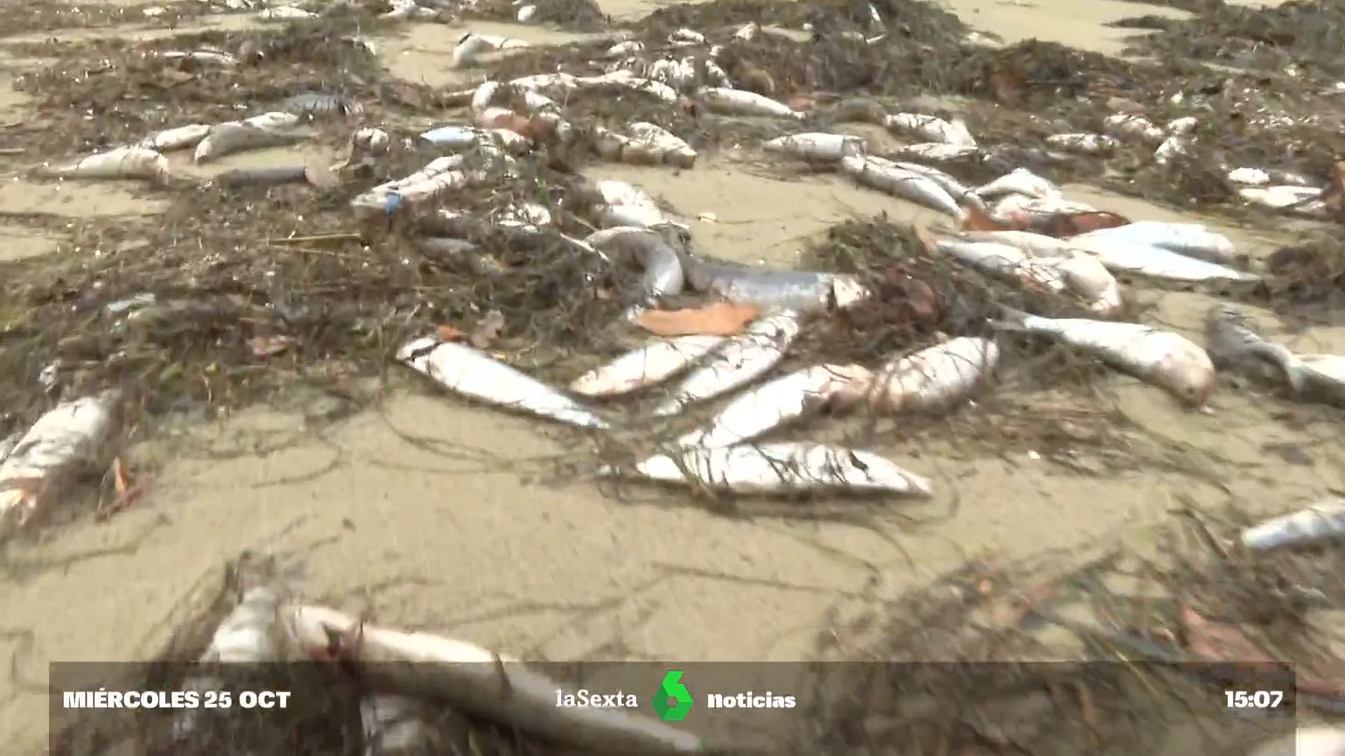 Investigan la procedencia de centenares de sardinas muertas en la playa de Ares (A Coruña)