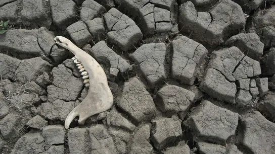 Una mandíbula de vaca en el lecho de un arroyo seco afluente a la cuenca del Río Salado. Una mandíbula de vaca en el lecho de un arroyo seco afluente a la cuenca del Río Salado.