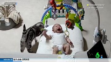 El extraño caso del gato canguro que calma los llantos del bebé en plena noche y hasta consigue que se ría