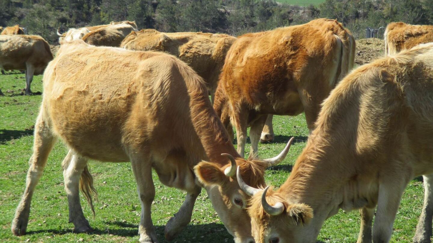 Navarra registra 10 vacas muertas por fiebre hemorr&aacute;gica epizo&oacute;tica 