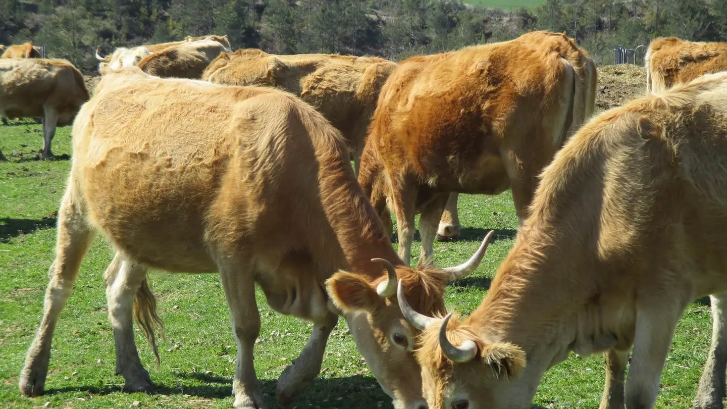Foto de archivo de vacas de ganadería extensiva Navarra registra 10 vacas muertas por fiebre hemorrágica epizoótica