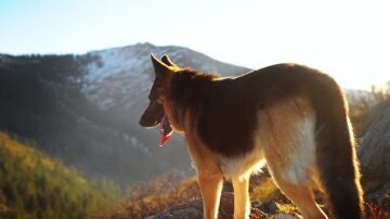 Precaución: perros en el campo