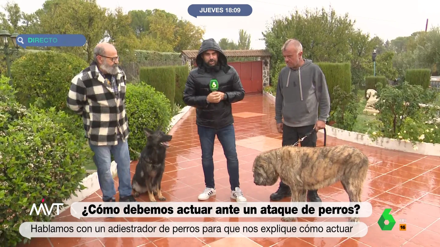 Expertos explican cómo huir de una manada de perros pastores Expertos explican cómo huir de una manada de perros pastores