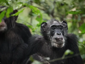 Chimpancé en Uganda Chimpancé en Uganda