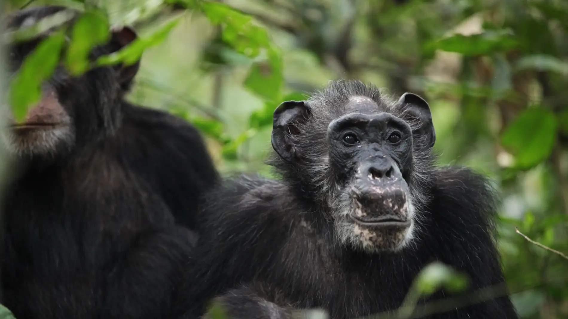 Chimpancé en Uganda