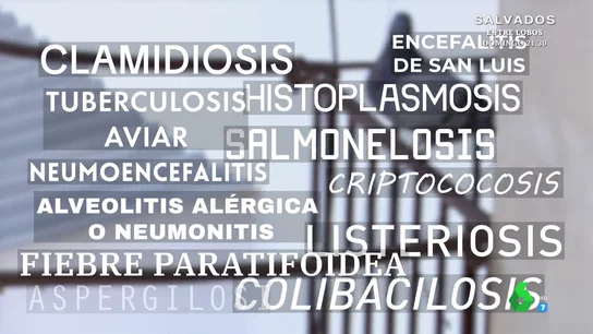 De neumonía a sarna: las enfermedades que las palomas pueden transmitir a las personas De neumonía a sarna: las enfermedades que las palomas pueden transmitir a las personas