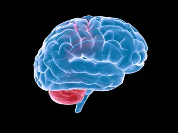 Cerebro Cerebro