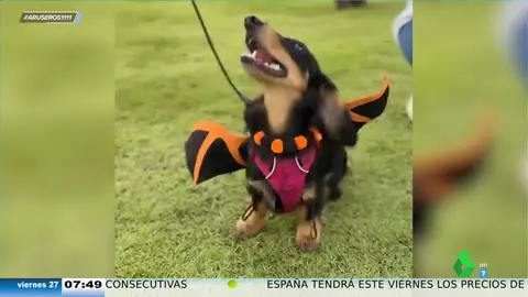 Decenas de perros salchicha celebran Halloween con una fiesta de disfraces: así de bien se lo pasan con sus trajes